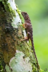 Dwarf iguana <i>(Enyalioides heterolepis)</i>