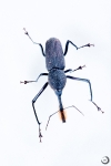 Bottlebrush Weevil <i> (rhinostomus barbirostris)</i>