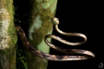Northern Cat-eyed Snake <I>(Leptodeira septentrionalis)</i>