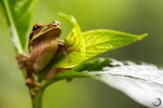 New Granada cross-banded tree frog <i>(Smilisca phaeota)</i>