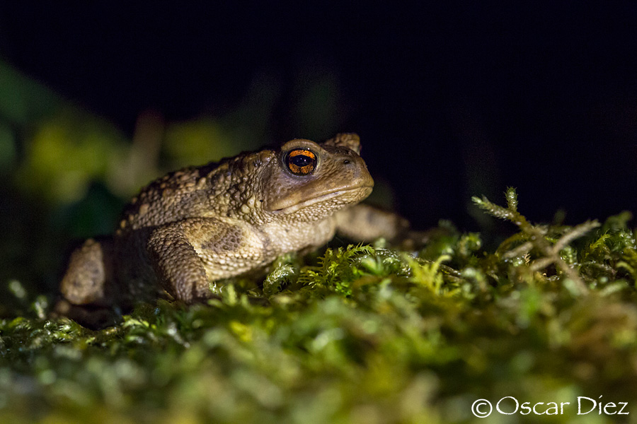Common toad in the night<i>(Bufo bufo)</i>