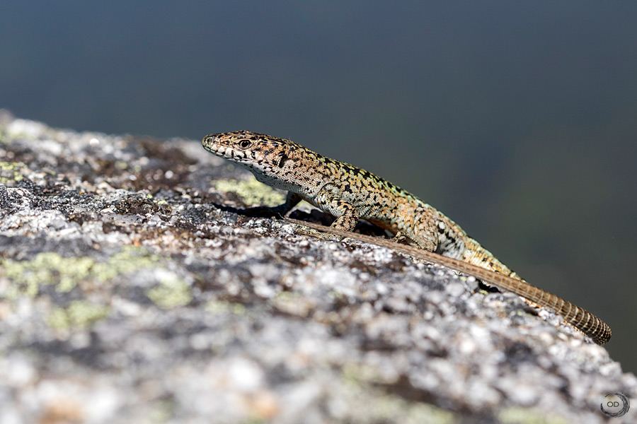 Common wall lizard <i>(Podarcis muralis)</i>