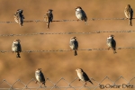 Spanish Sparrow group <i>(Passer hispaniolensis)</i>