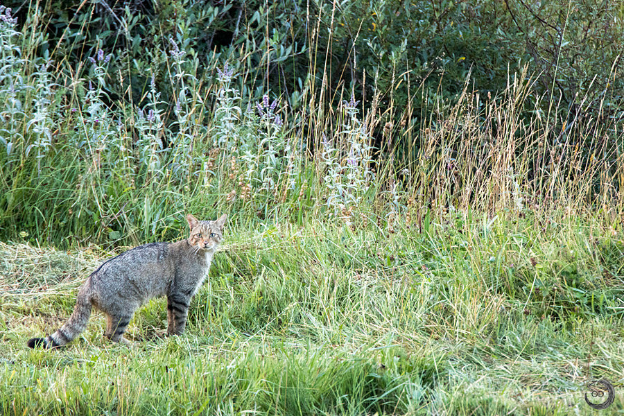 European wildcat <i>(Felis silvestris silvestris)</i>