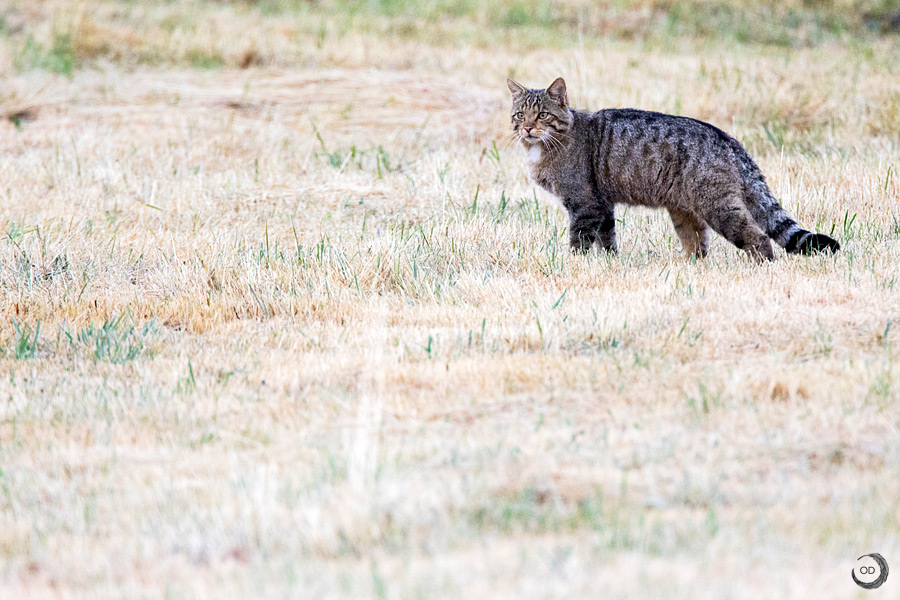 European wildcat <i> (Felis silvestris silvestris)</i>