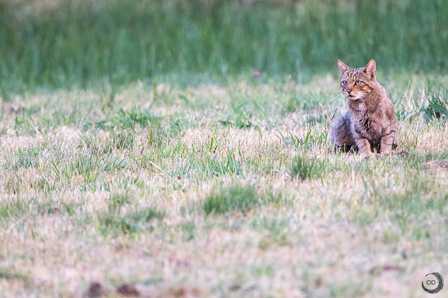 Young European wildcat <i> (Felis silvestris silvestris)</i>