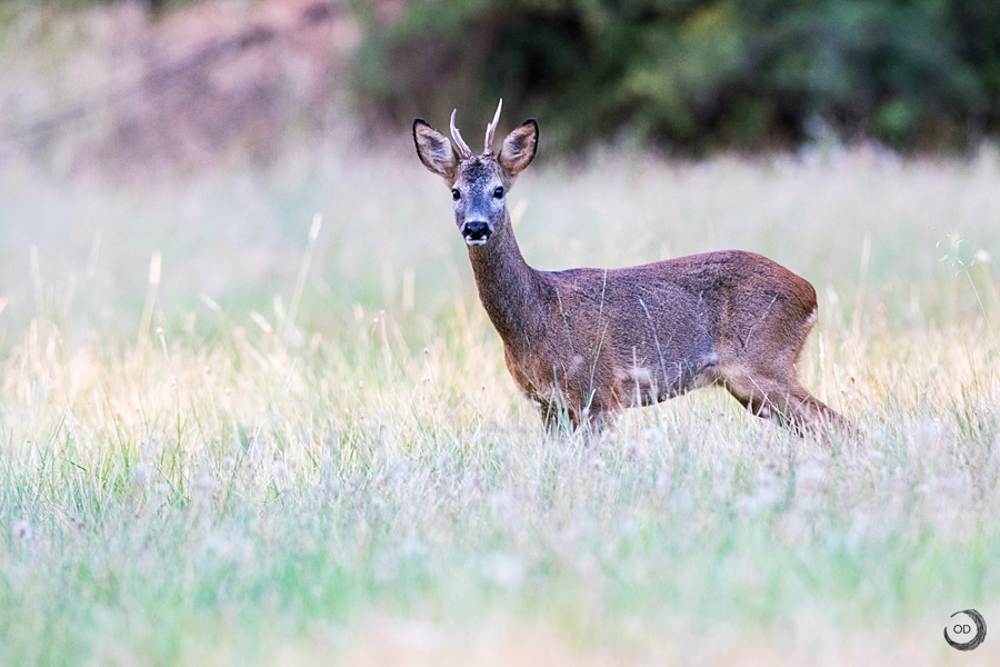 Roe deer <i> (Capreolus capreolus)</i>