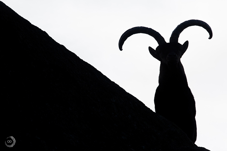 Iberian ibex <i>(Capra pyrenaica)</i>
