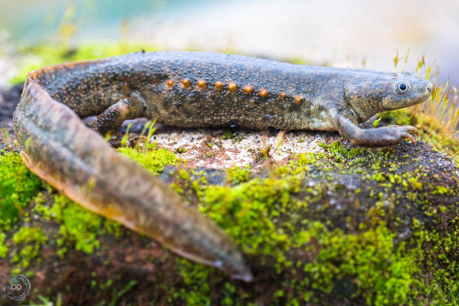 Iberian ribbed newt <i>(Pleurodeles waltl)</i>