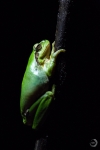 Mediterranean tree frog<i> (Hyla meridionalis)</i>
