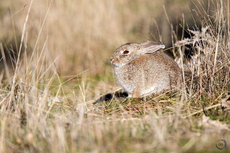 European Rabbit <i>(Oryctolagus cuniculus)</i>