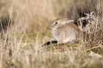 Conejo europeo <i>(Oryctolagus cuniculus)</i>