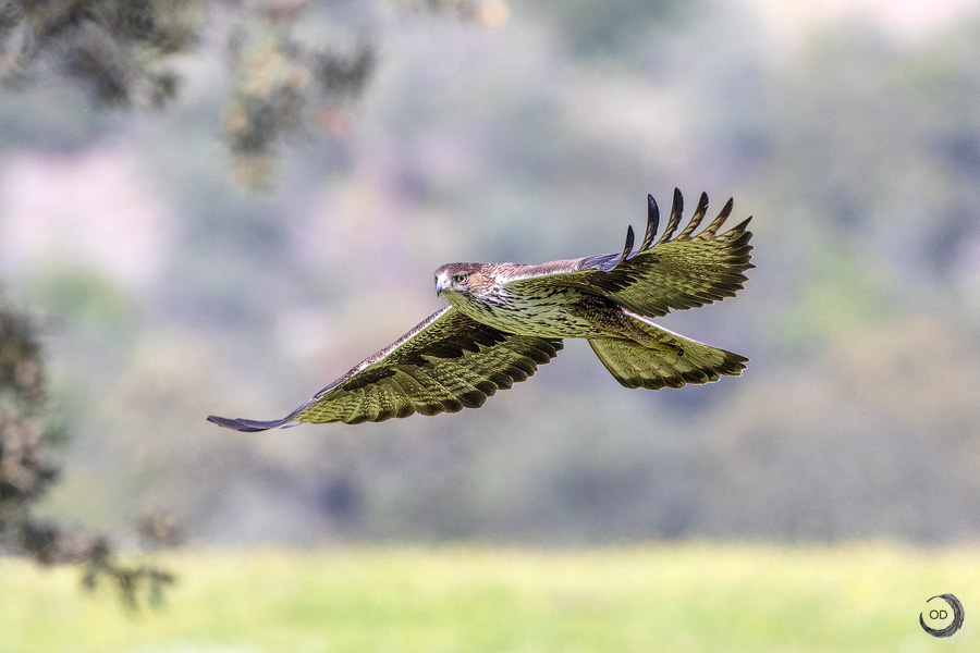 Águila Perdicera en vuelo <i> (Hieraaetus fasdatus)</i>