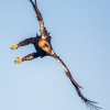Águila Imperial Ibérica en vuelo<i>(Aquila adalberti)</i>