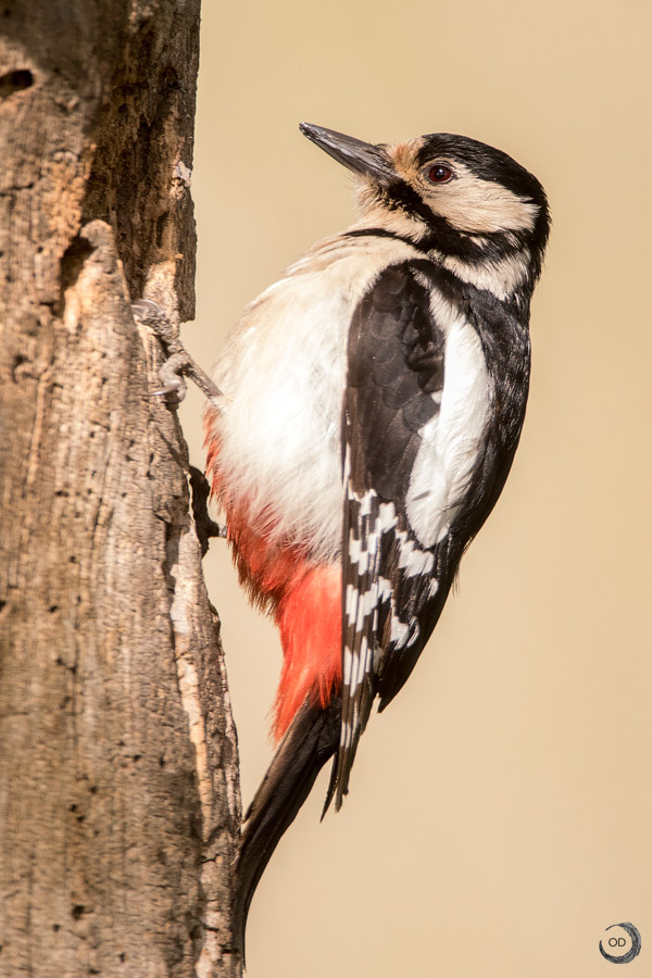 Great Spotted Woodpecker female <i>(Dendrocopos major)</i>