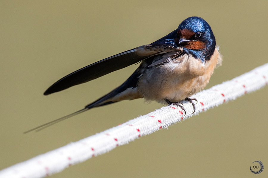 Barn Swallow <i>(Hirundo rustica)</i>