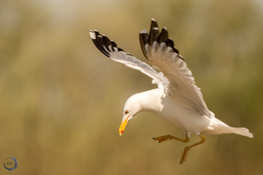 Caspian gull <i>(Larus cachinnans)</i>