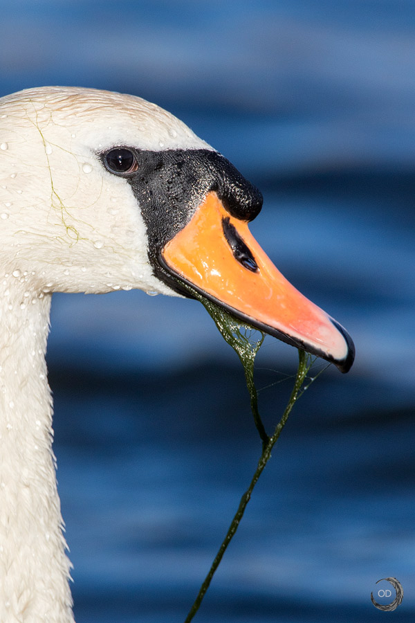 Mute Swan portrait <i>(Cygnus olor)</i>