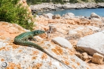 Ibiza wall lizard in the environment <i>(Podarcis pityusensis)</i>