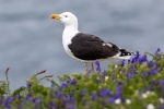 Great black-backed gull <i>(Larus marinus)</i>