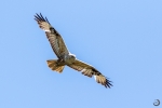 Long-legged buzzard <i> (Buteo rufinus)</i>