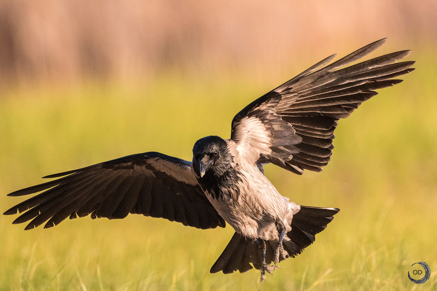 Hooded crow <i> (Corvus cornix)</i>