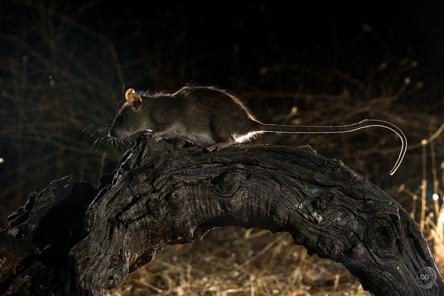 Brown rat <i>(Rattus norvegicus)</i>