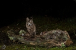 Iberian lynx <i> (Lynx pardinus)</i>