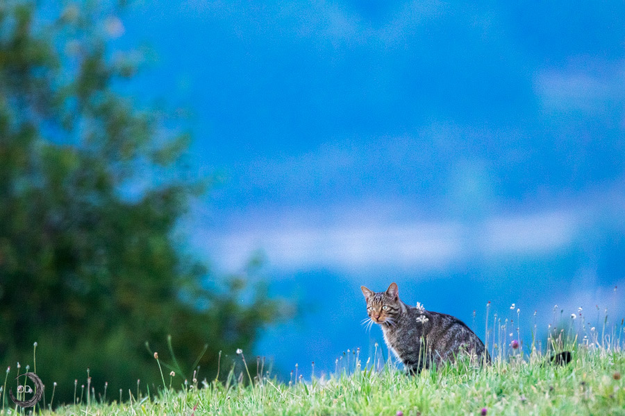 European wildcat <i> (Felis silvestris silvestris)</i>