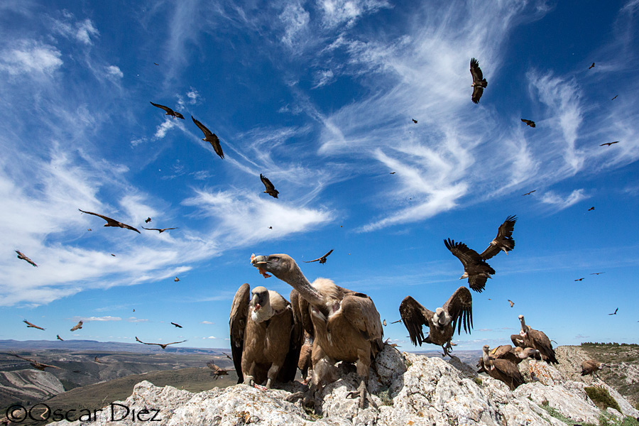 Griffon Vulture group <i>(Gyps fulvus)</i>