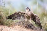 Halcón peregrino <i>(Falco peregrinus)</i>