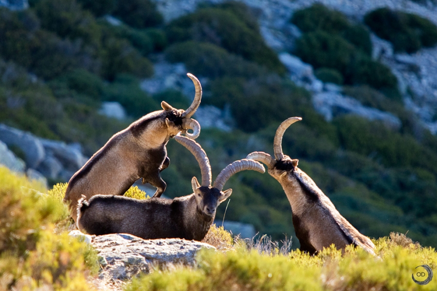 Fight Iberian ibex male <i>(Capra pyrenaica)</i>