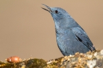 Blue Rock Thrush male <I>(Monticola solitarius)</i>
