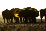 Grupo de Bisonte europeo <i>(Bison bonasus)</i>
