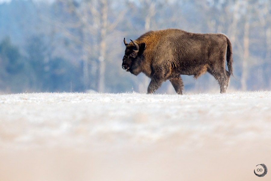 Bisonte europeo macho <i>(Bison bonasus)</i>