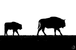 Bisonte europeo <i>(Bison bonasus)</i>