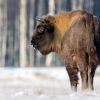 European bison <i>(Bison bonasus)</i>