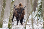 Bisonte europeo <i>(Bison bonasus)</i>
