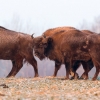 European bison group <i>(Bison bonasus)</i>