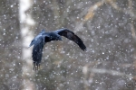 Common Raven <i>(Corvux corax) </i>
