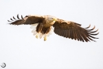 White-tailed Eagle <i>(Haliaeetus albicilla)</i>