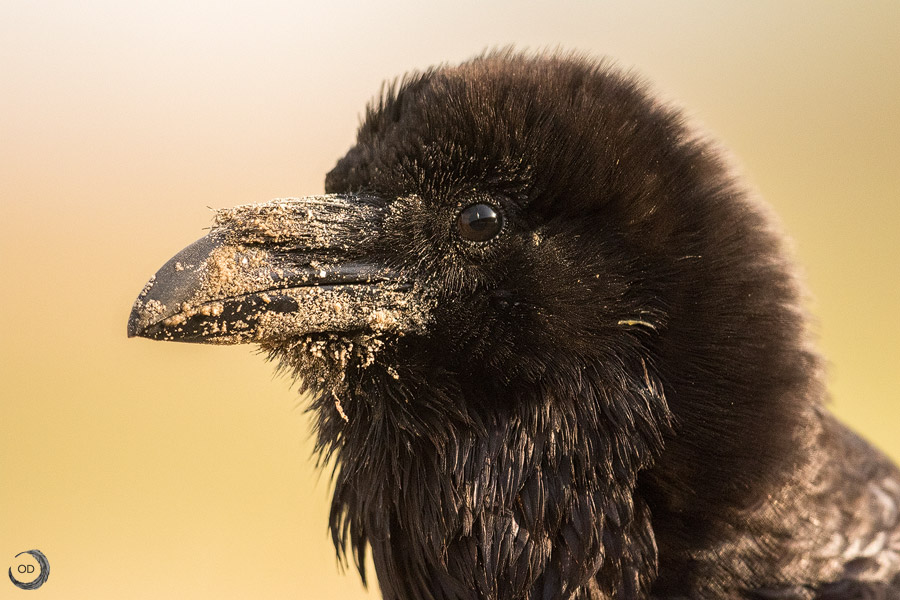 Cuervo grande <i>(Corvus corax)</i>