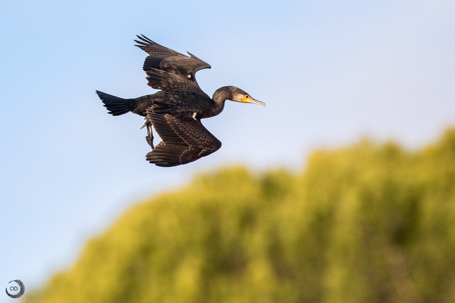 Great Cormorant <i>(Phalacrocorax carbo)</i>