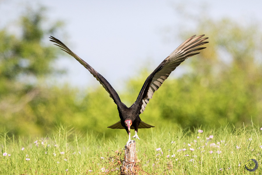 Lesser Yellow-Headed Vulture <i> (Cathartes burrovianus)</i>