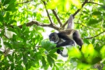 Mono araña de Geoffroy <i> (Ateles geoffroyi)</i>