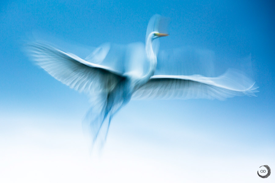 Great egret <i>(Egretta alba)</i>