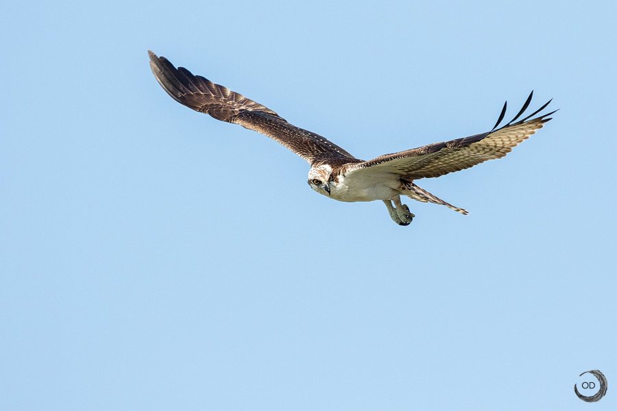 Osprey <i>(Pandion haliaetus)</i>