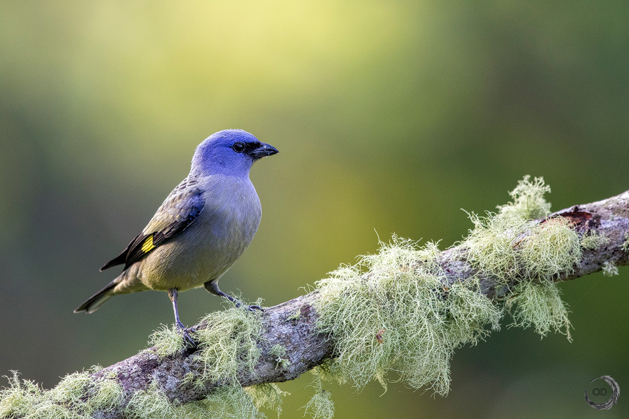 Yellow-winged Tanager <i> (Thraupis abbas)</i>