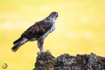 Bonelli's Eagle (Hieraaetus fasdatus)
