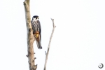 Alcotán europeo <i> (Falco subbuteo)</i>